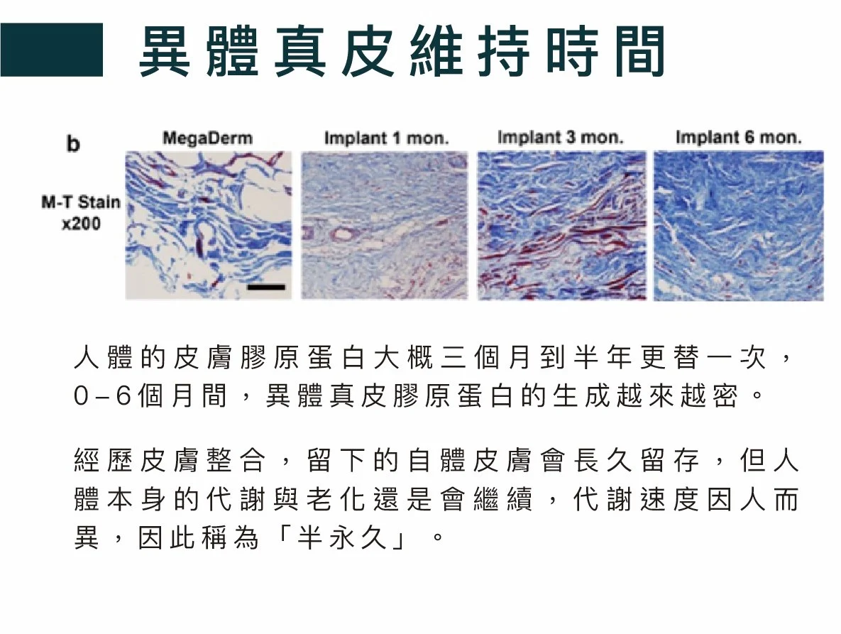 三折頁_異體真皮dm 直式 02 0 複製 複製